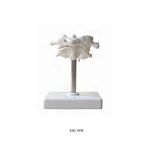 Atlas de l'Axe