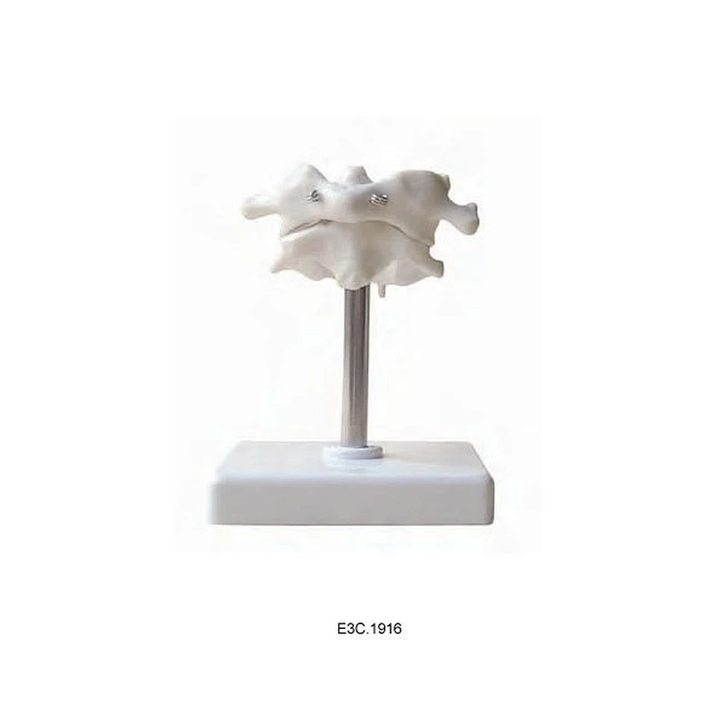 Atlas de l'Axe