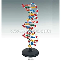 DNA Structure