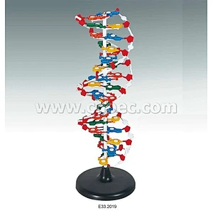 DNA Structure