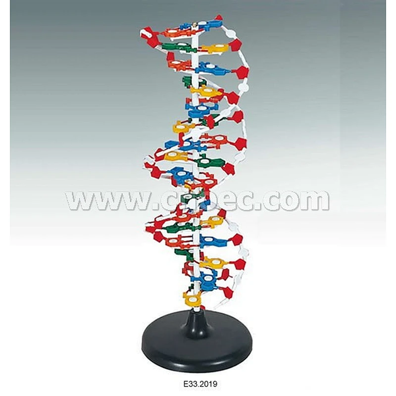 DNA Structure