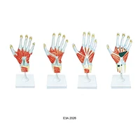 Anat Model of Palm