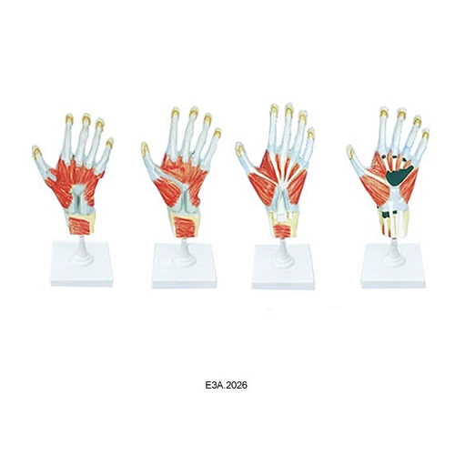 Anat Model of Palm