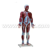 Modello muscolare umano