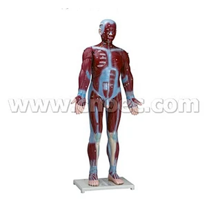 Modello muscolare umano