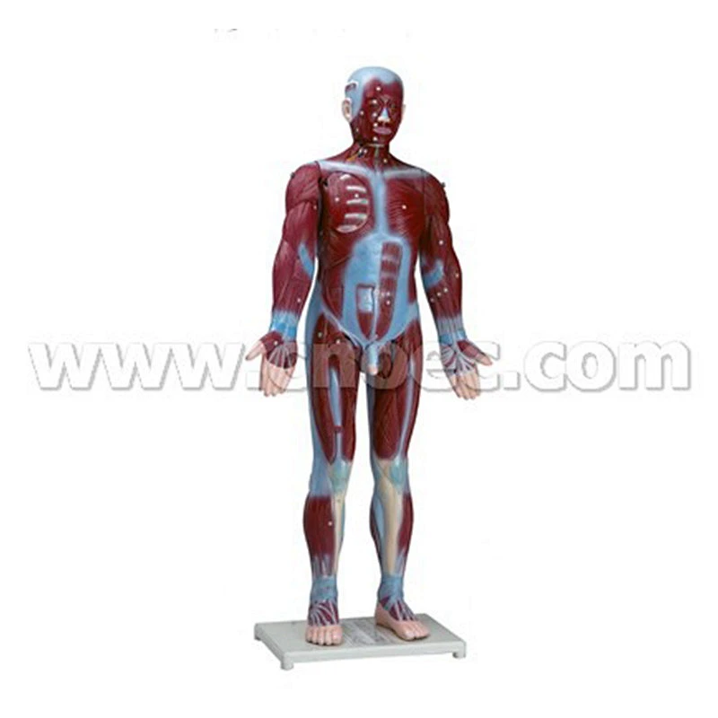 Modello muscolare umano