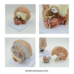 Head Dissection, 4 Parts