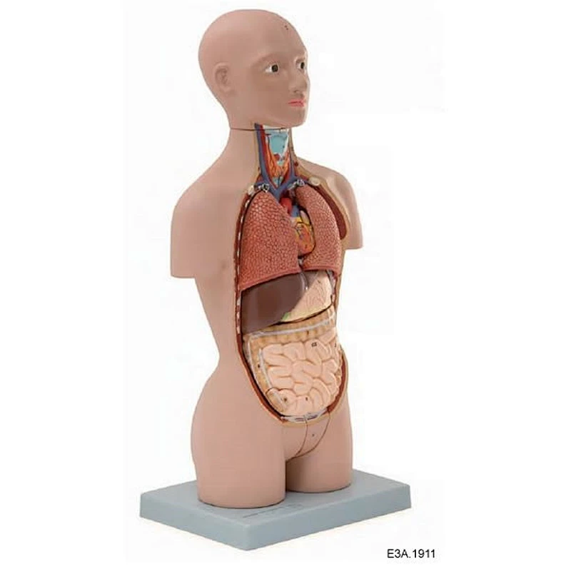 50cm,미니토르소(유럽인),17파츠