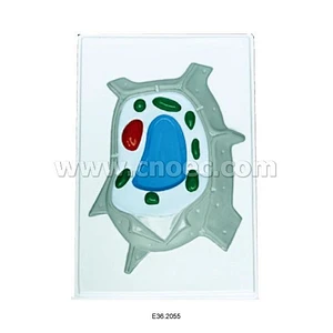 Modelo en Relieve de Célula Vegetal