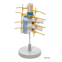 Model Of vetebrae