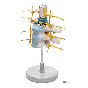 Model Of vetebrae