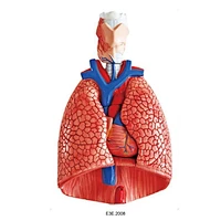 Các cơ quan lồng ngực của con người