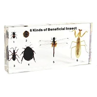 6 Kinds of Beneficial Insect