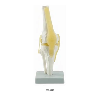 Articulation du genou