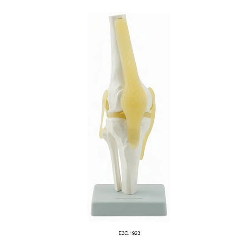 Articulation du genou