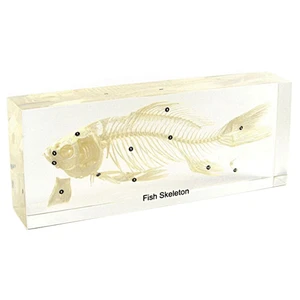 Bone of Fish