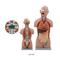 Classic Unisex Torso With Open Back,17 parts,85CM