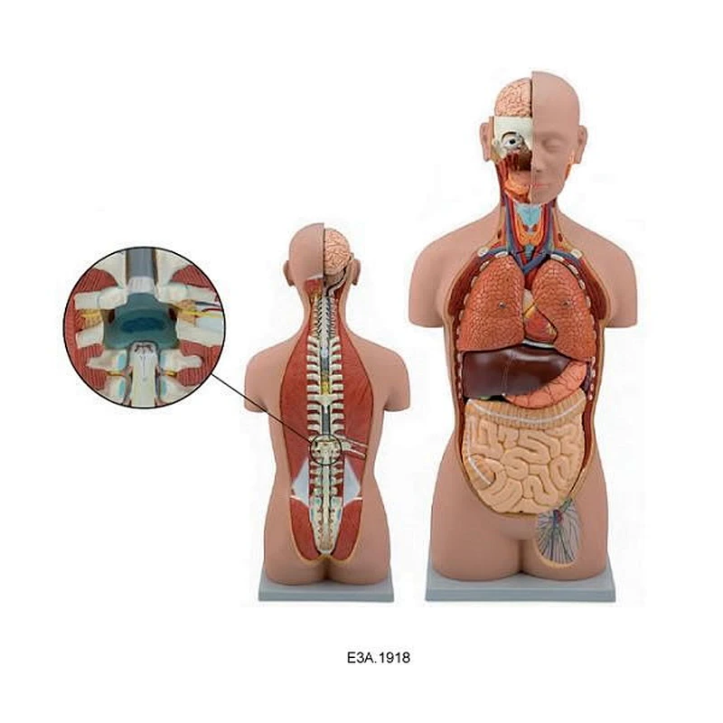 Torso Unisex Klasik Dengan Punggung Terbuka, 17 bagian, 85 CM