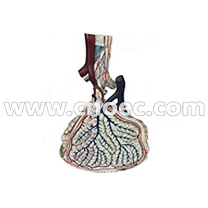 Model Alveoli Manusia