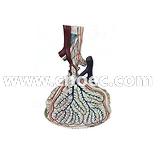 Mô hình phế nang của con người