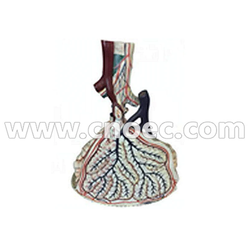 Model Alveoli Manusia