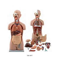 Duel-Sex Exchange Deluxe Torso,Open Back,27 parts