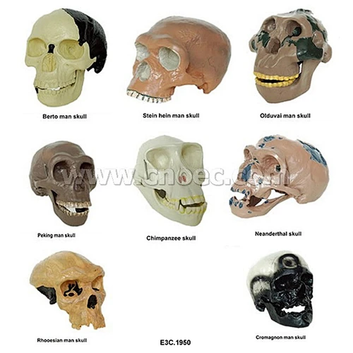 Skull Model of 8 Kinds Ape-Man