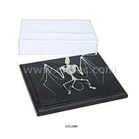 Bat  Skeleton