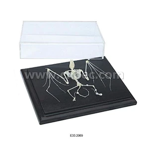 Bat  Skeleton