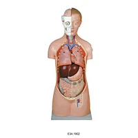 Classic Unisex Torso With Open Back,18 parts,85CM