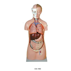 Klassisk unisextorso med öppen rygg, 18 delar, 85 cm