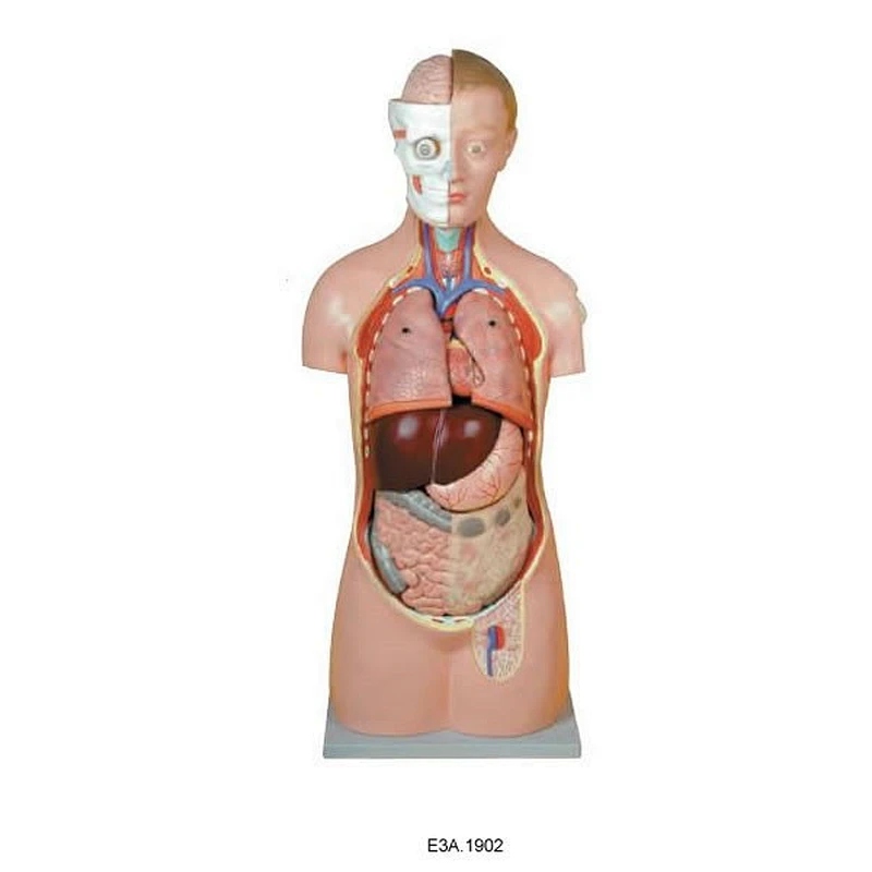 Klassisk unisextorso med öppen rygg, 18 delar, 85 cm