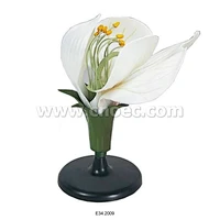 Pea Flower Model