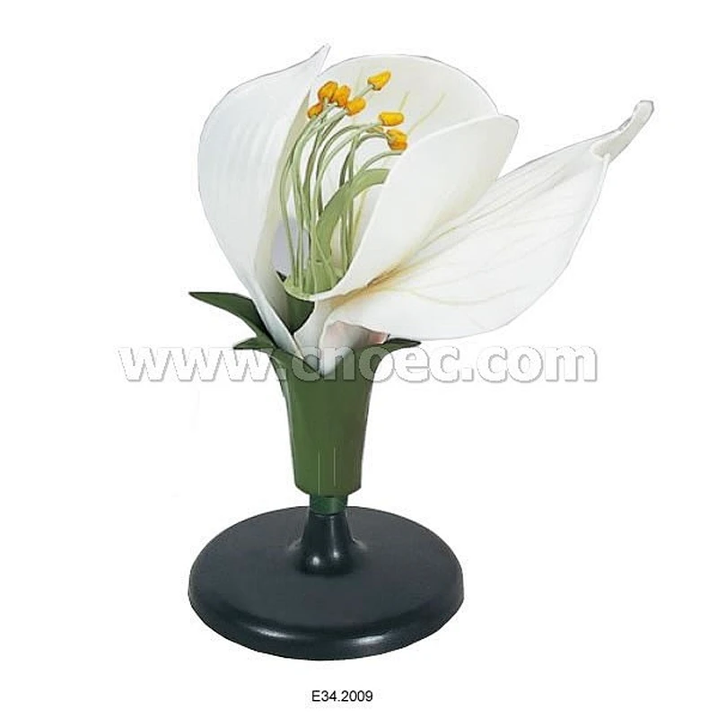 Modell av ärtblomma