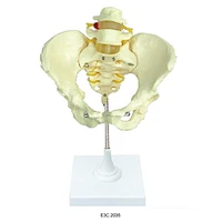 Female Pelvis