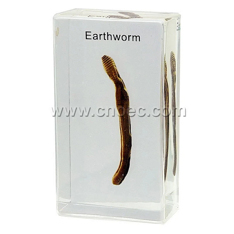 Crystal Specimen, Earth worm