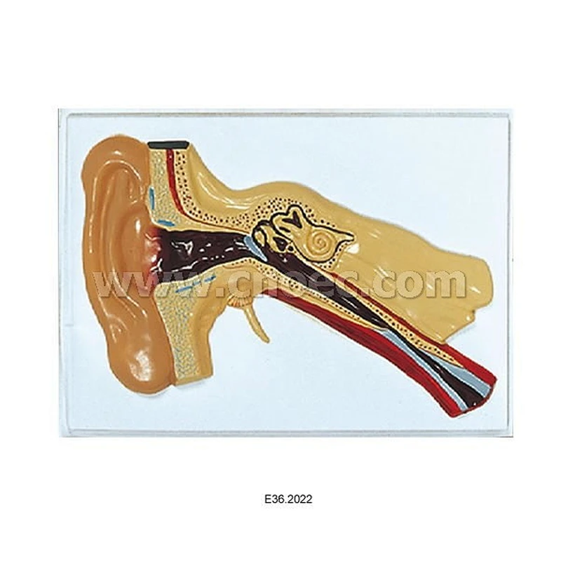 Relief Model of  Ear