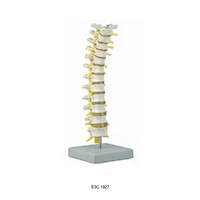 Vertebre toraciche con midollo spinale