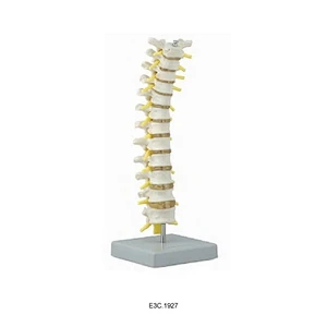 Vértebras torácicas com medula espinhal