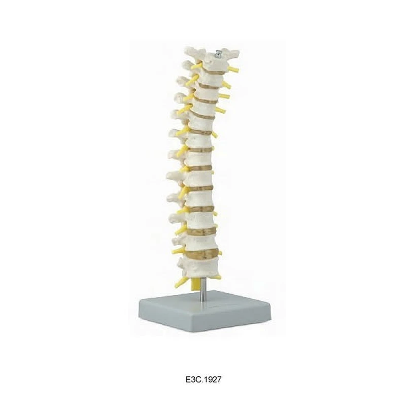 Vértebras torácicas com medula espinhal