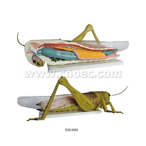 Locust