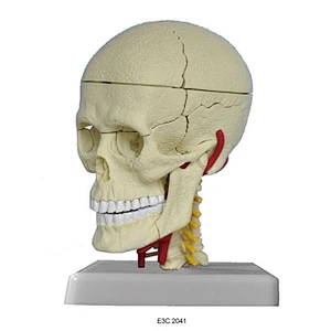 Modell Human Skull