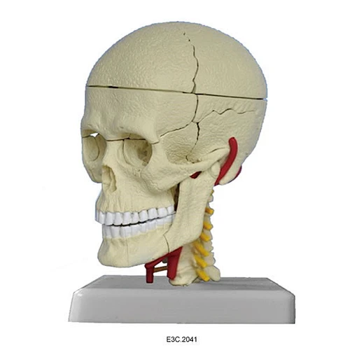 Model Human Skull