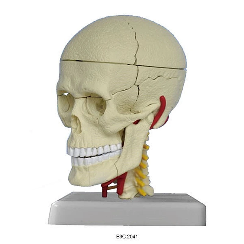 Modell Human Skull