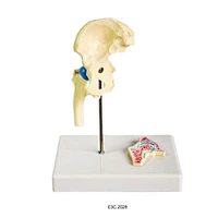 Human Hip Joint