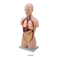 85CM Torso,12 parts,
