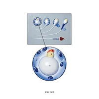 Spermiogenesis