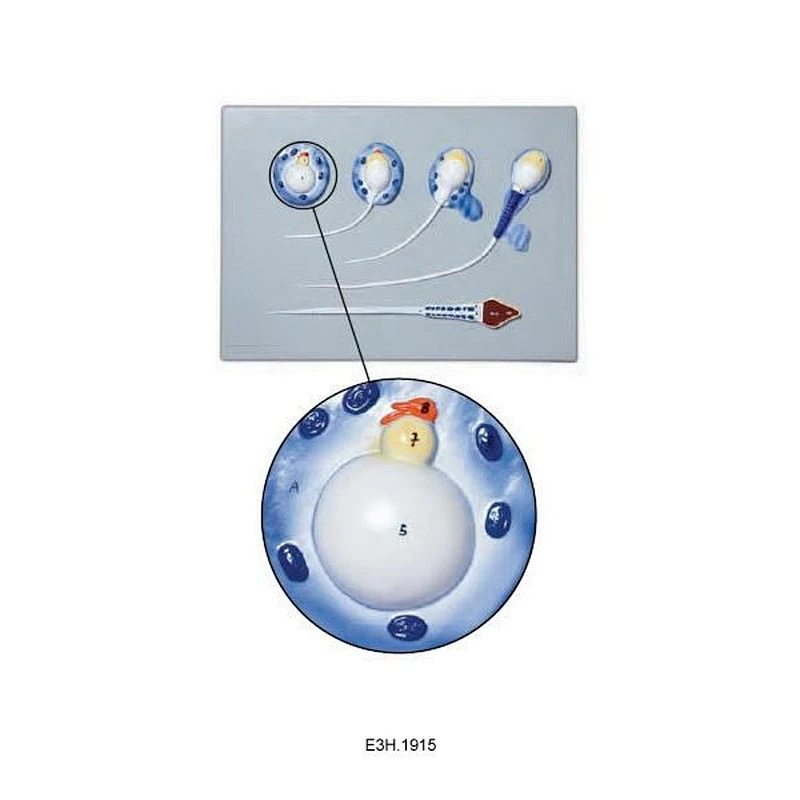 Spermiogenese