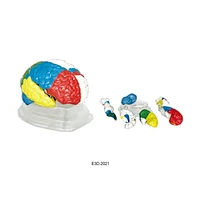 Human Neuro-Anatomical Brain