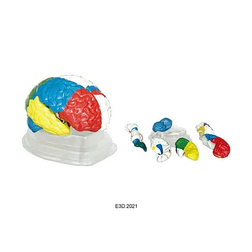 Human Neuro-Anatomical Brain